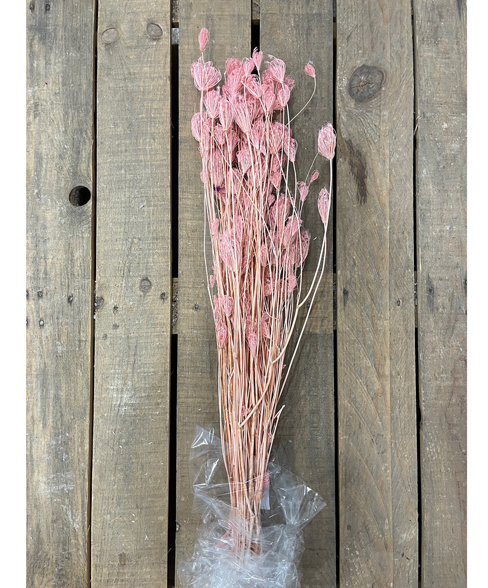 FINOCCHIO SELVATICO 110CM. 200GR. ROSA