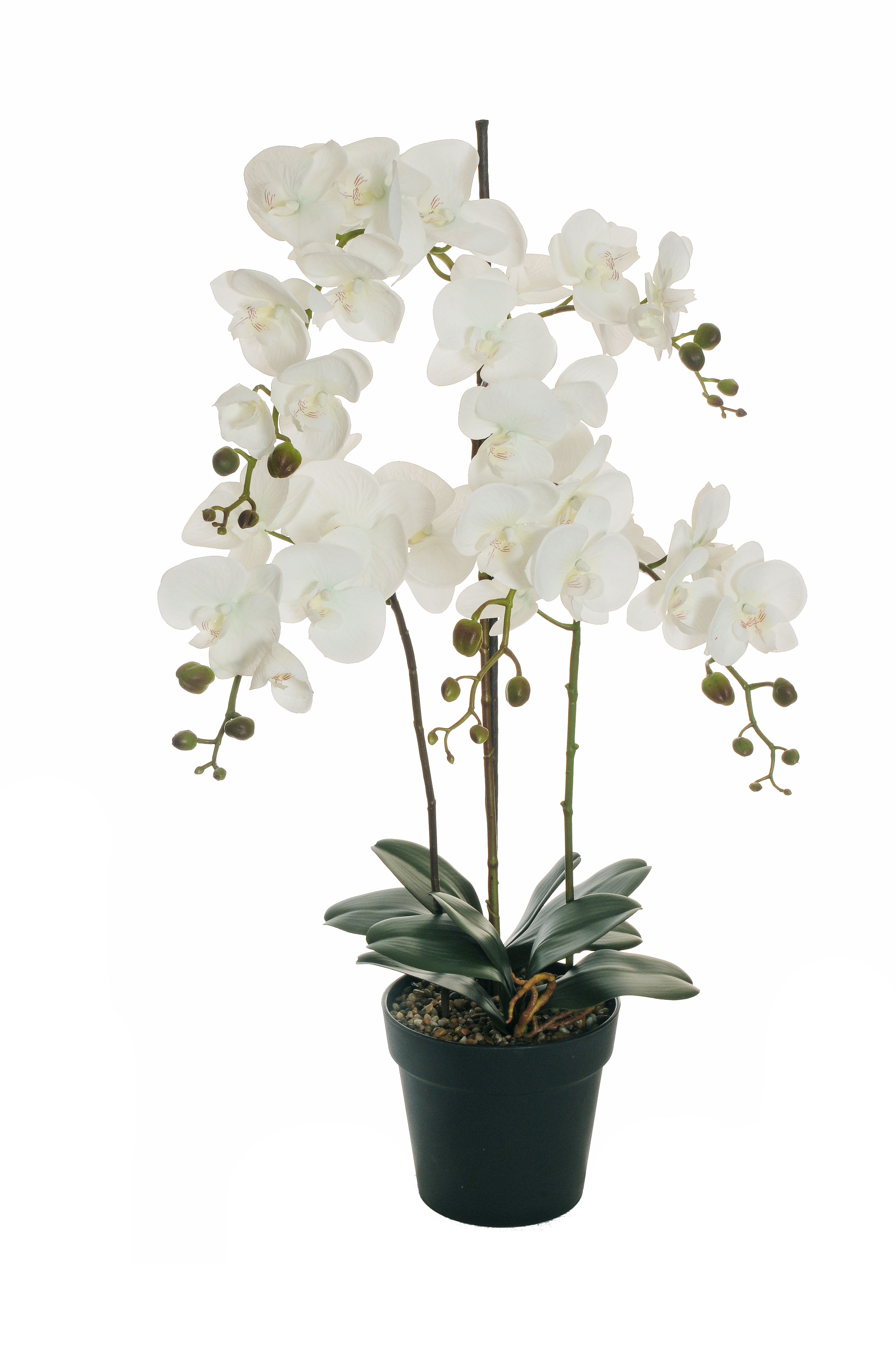 PIANTA PHALAENOP.REAL TOUCH 5RAMI H115CM.
