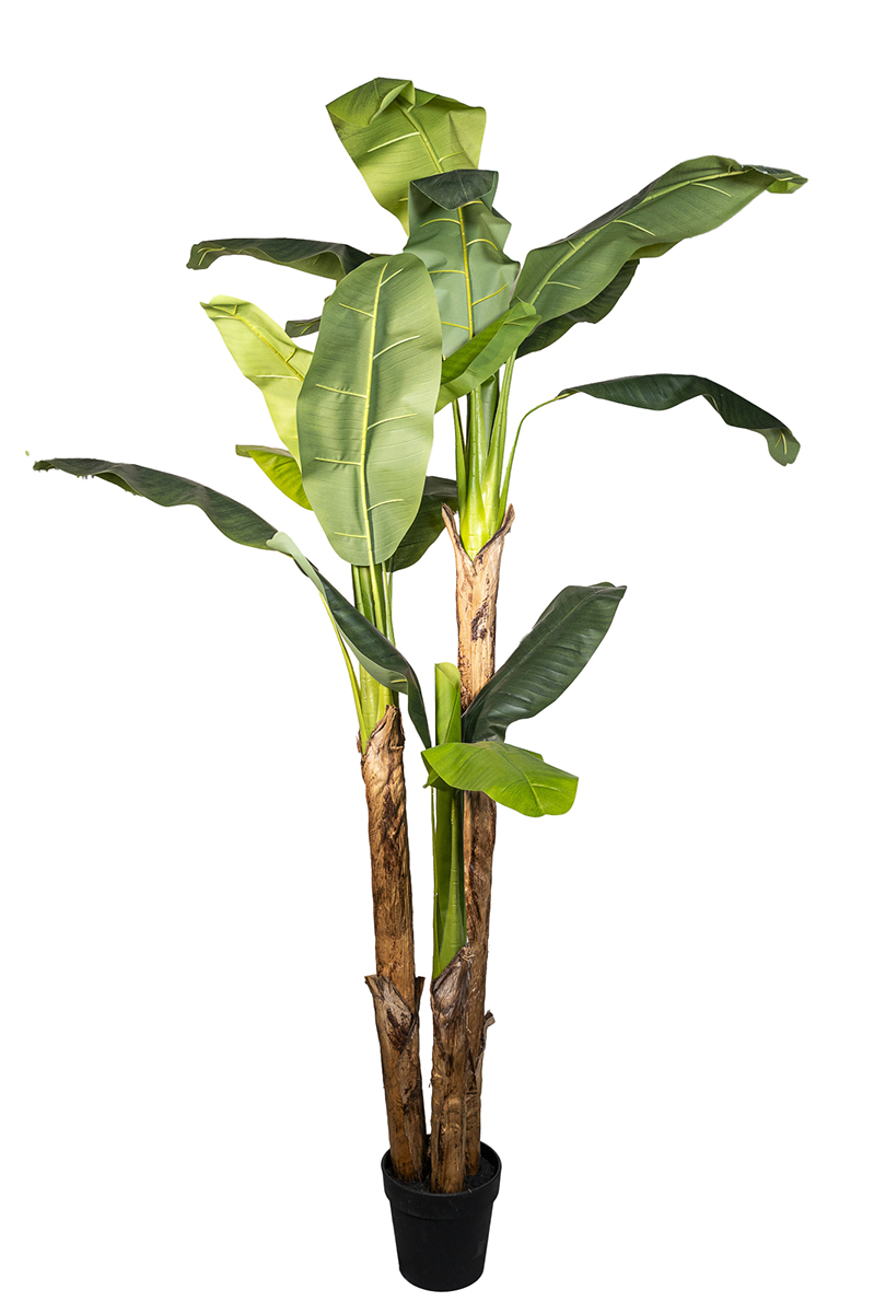 PIANTA BANANO X3 20FOGLIE H200CM. VERDE