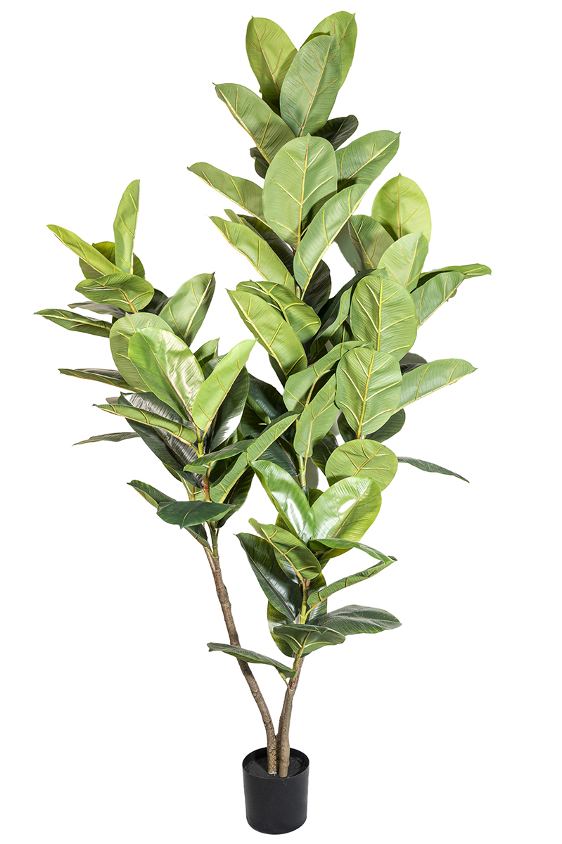 PIANTA FICUS ELASTICA X3 H200CM. VERDE