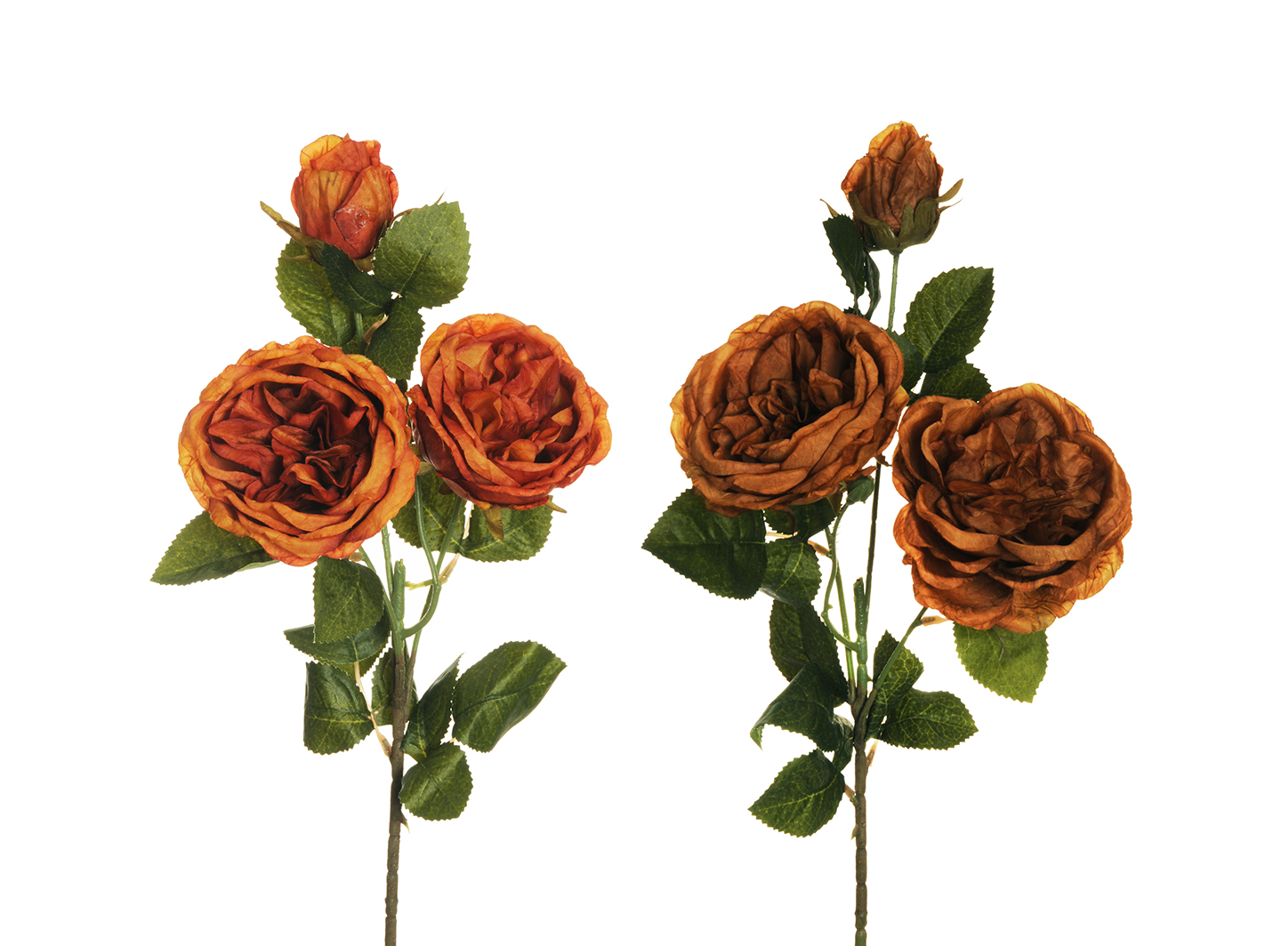 AUSTIN ROSE SPRAY 2PZ. 56CM. ARANCIO /SENAPE