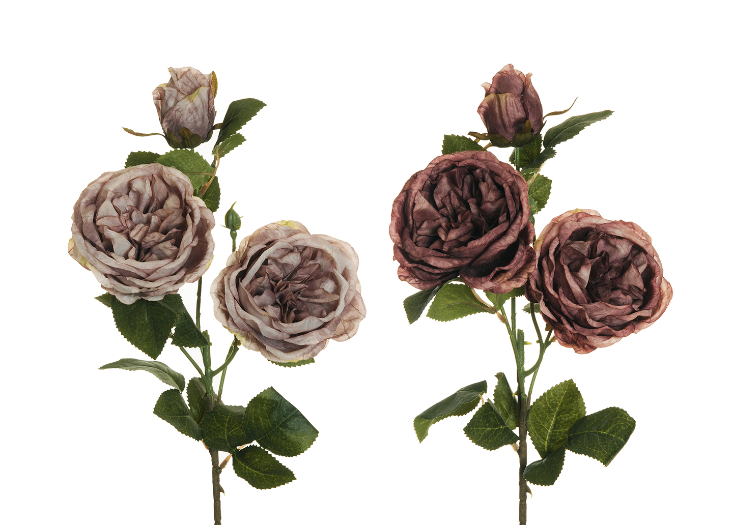 AUSTIN ROSE SPRAY 2PZ. 56CM. LILLA /CREMA