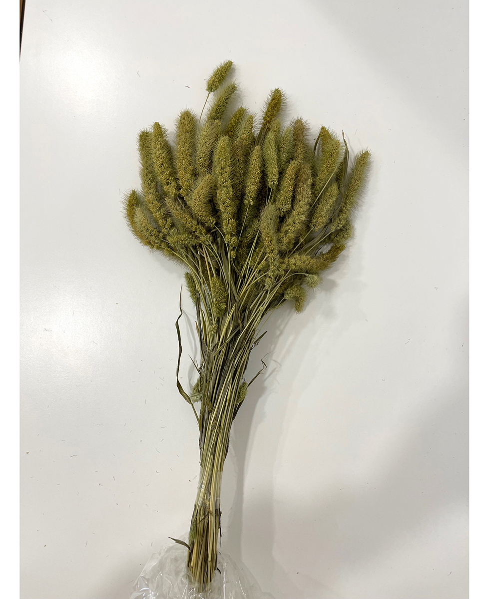 SETARIA X100GR. NAT VERDE