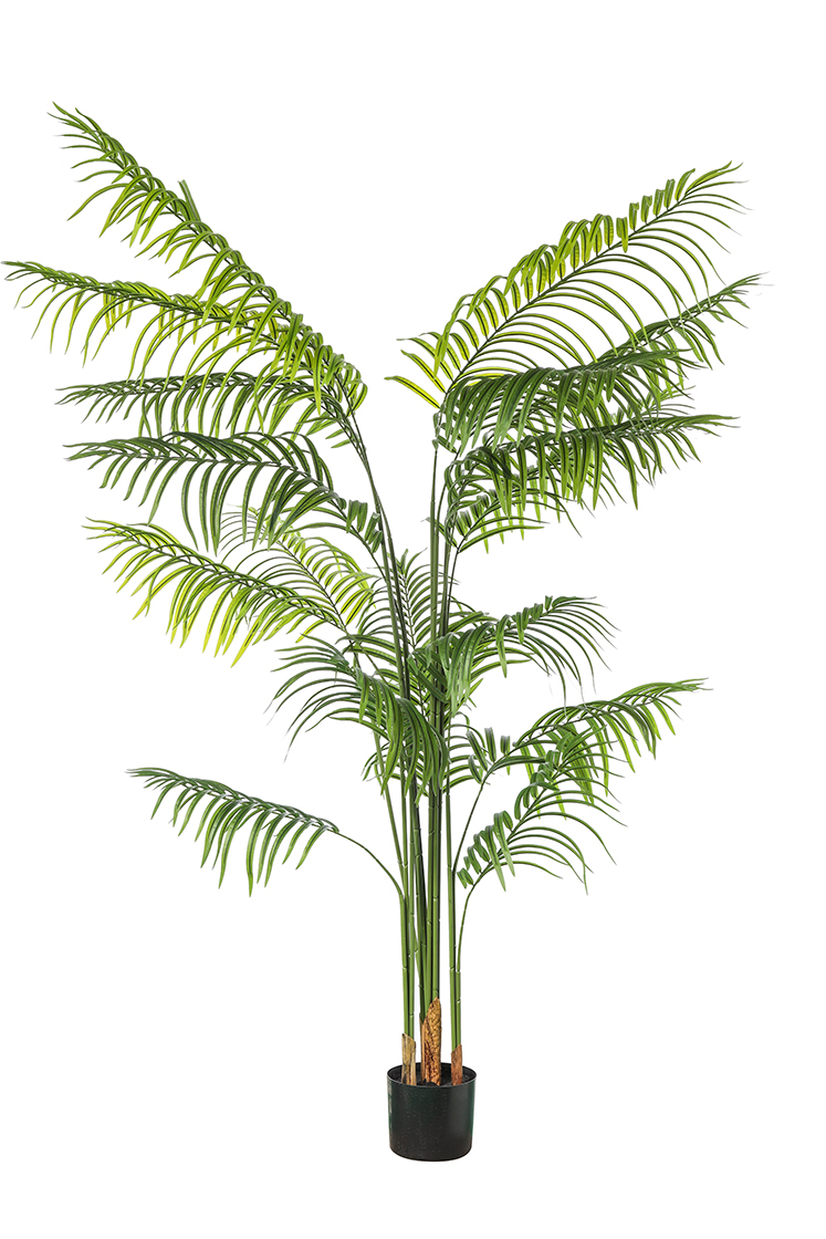 PIANTA ARECA 18 FOGLIE H200CM. VERDE