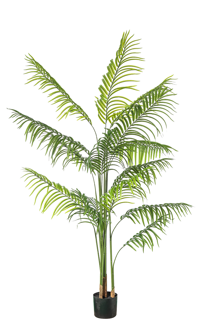 PIANTA ARECA 15 FOGLIE H180CM. VERDE