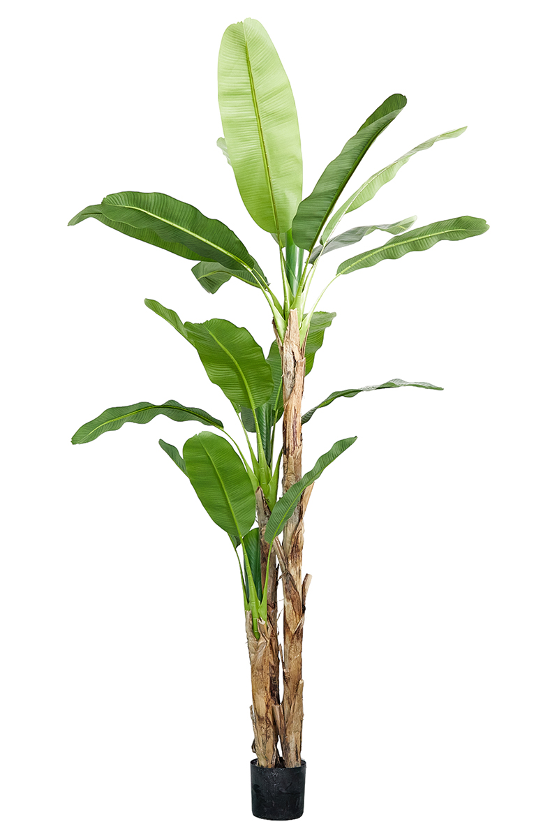PIANTA BANANO H270CM. VERDE