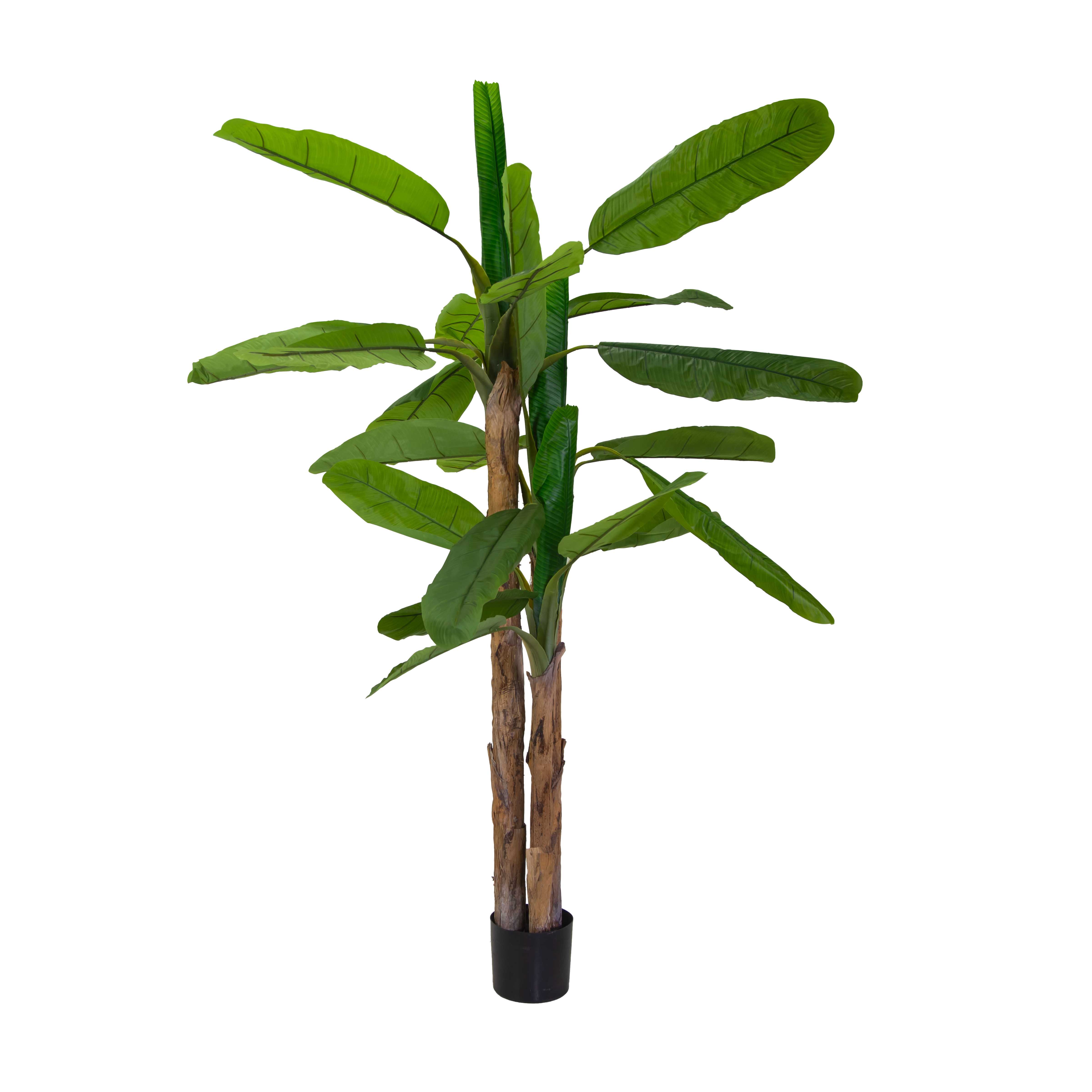 PIANTA BANANO H240CM.