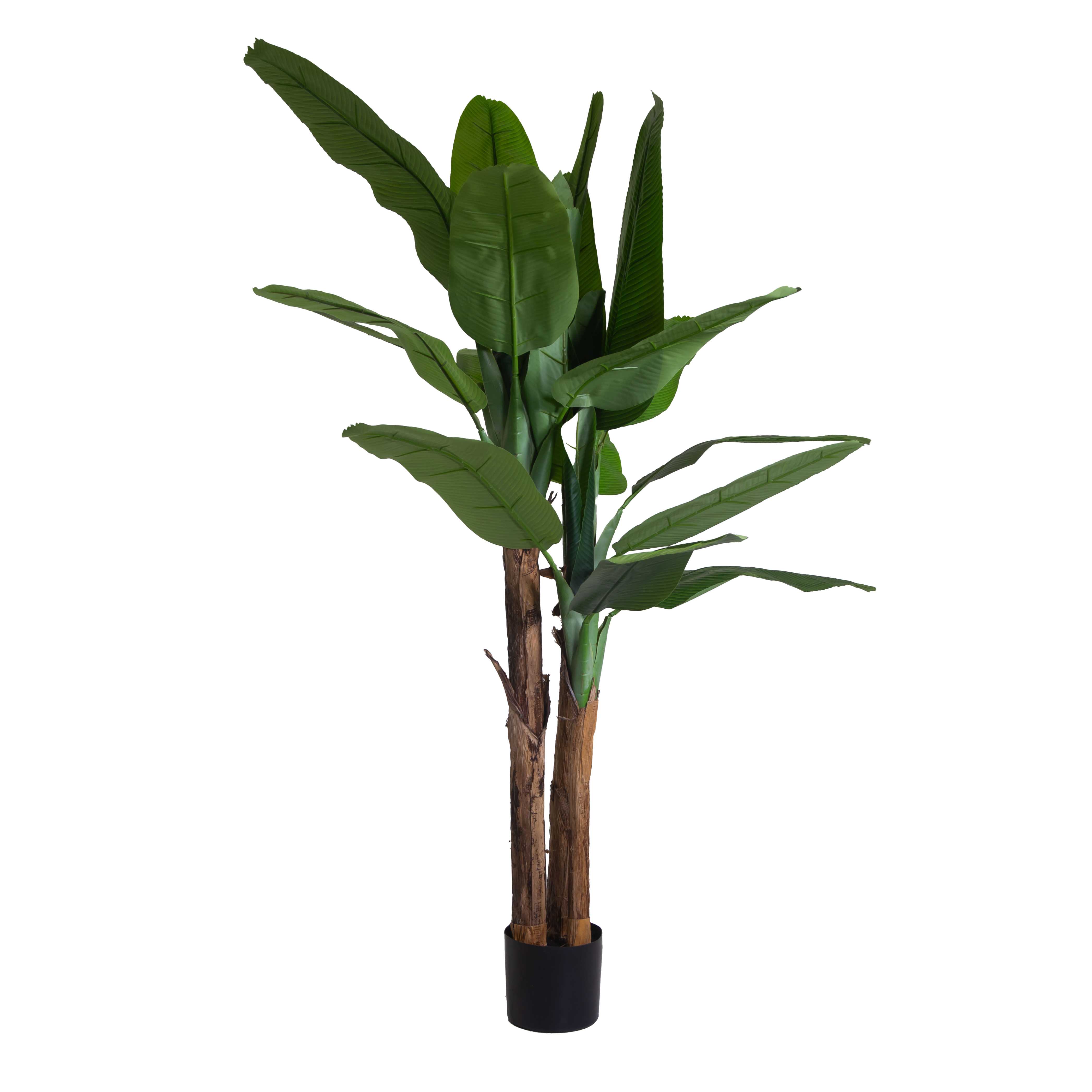 PIANTA BANANO H380CM.