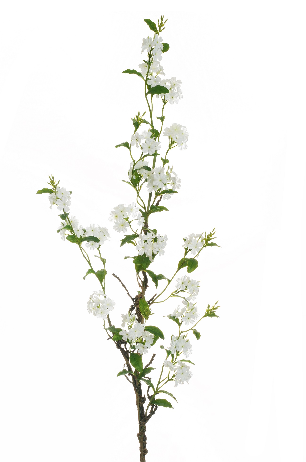 PLUMBAGO GIGANTE 172CM. BIANCO