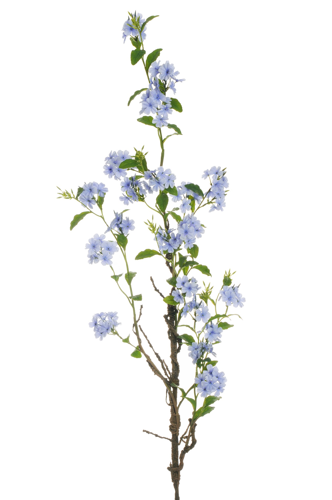 PLUMBAGO GIGANTE 172CM. LILLA