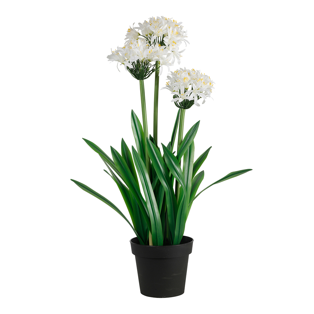 PIANTA AGAPANTHUS H85CM. BIANCO