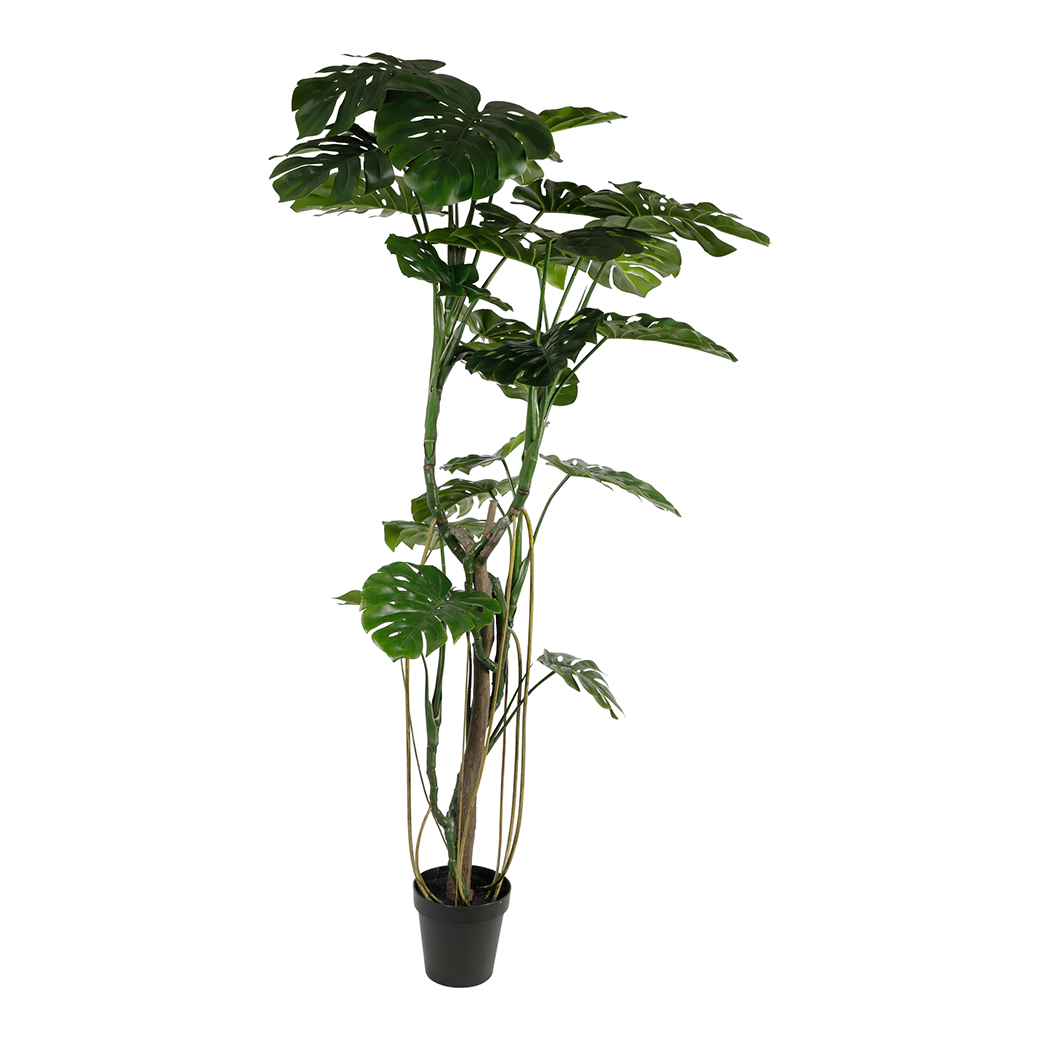 PIANTA MONSTERA H210CM.