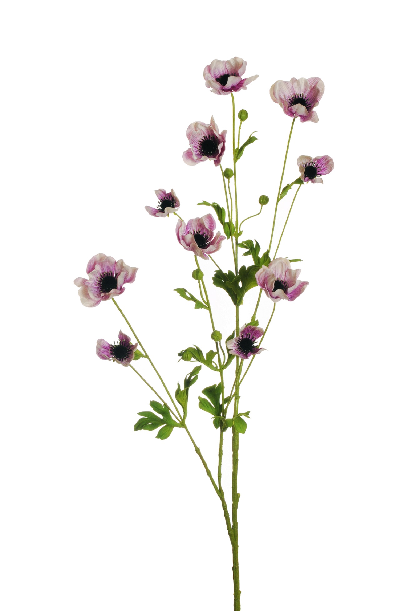 ANEMONE SPRAY 10FIORI 111CM. FUCHSIA CREMA