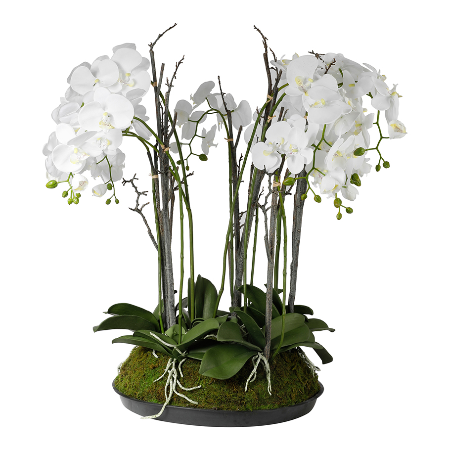 PIANTA PHALAENOPSIS H100CM. BIANCA