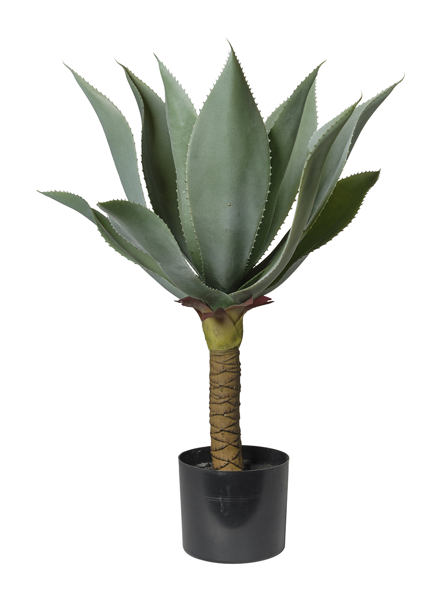 PIANTA AGAVE 60CM.