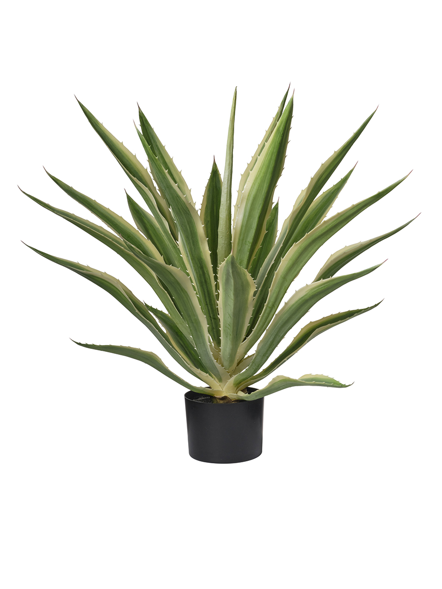 PIANTA AGAVE 71CM.