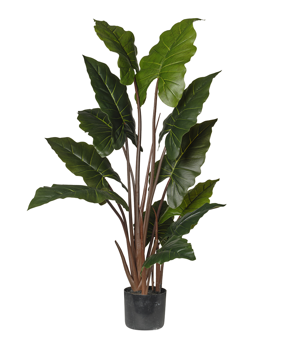 PIANTA CALOCASIA 12FOGLIE 140CM.