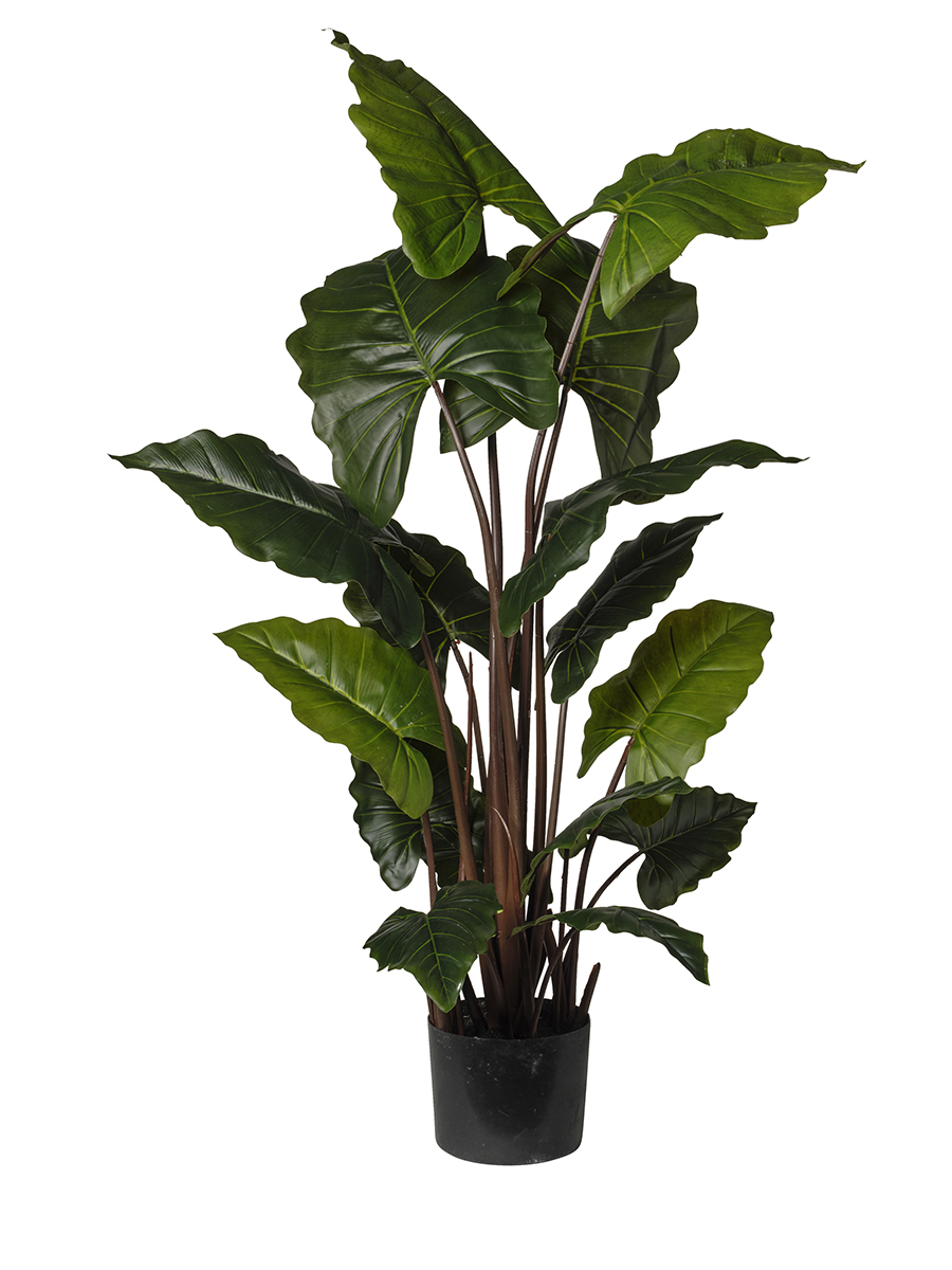 PIANTA CALOCASIA 16FOGLIE 180CM.