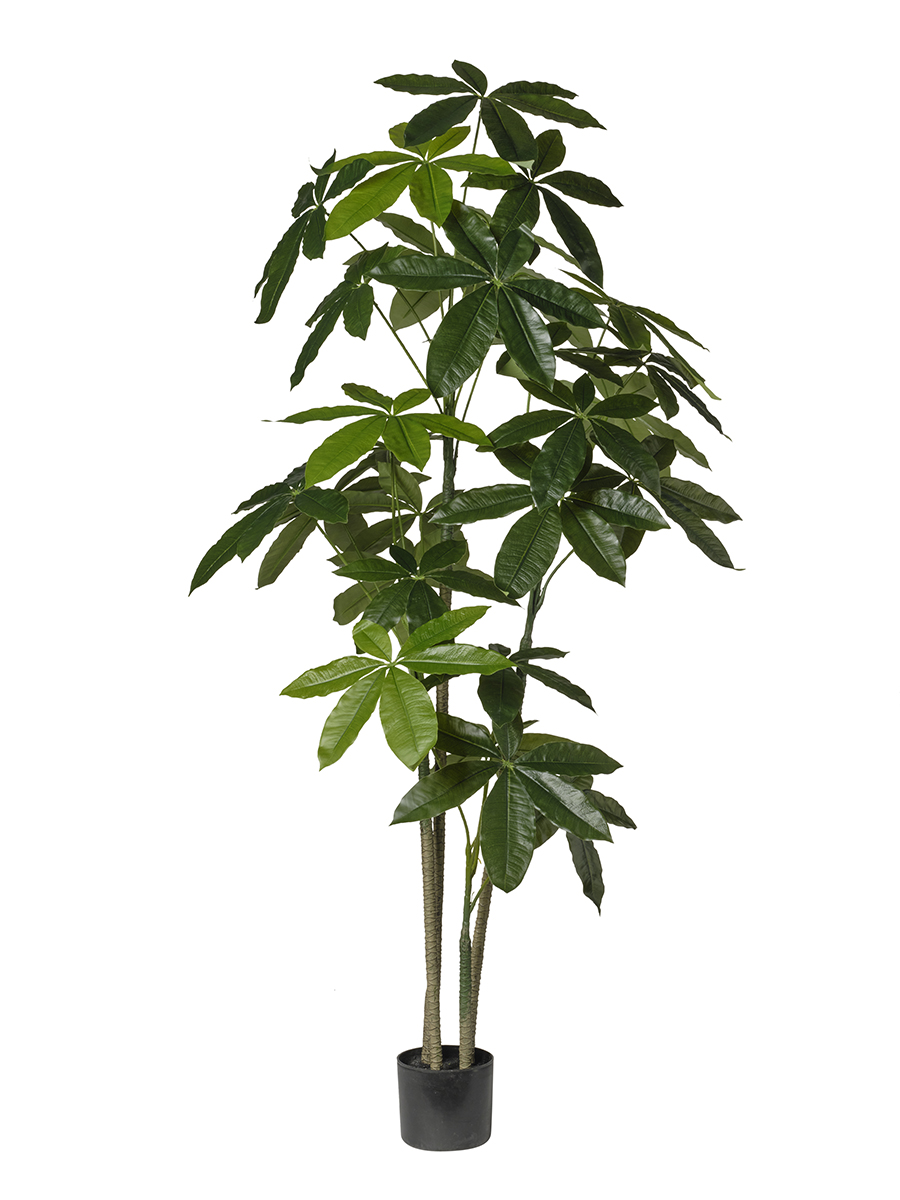 PIANTA ARALIA X4 160CM.