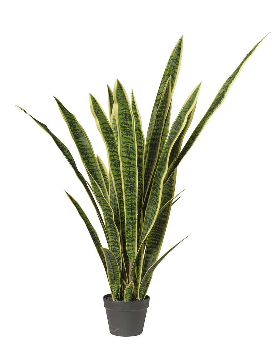PIANTA SANSEVERIA 124CM.