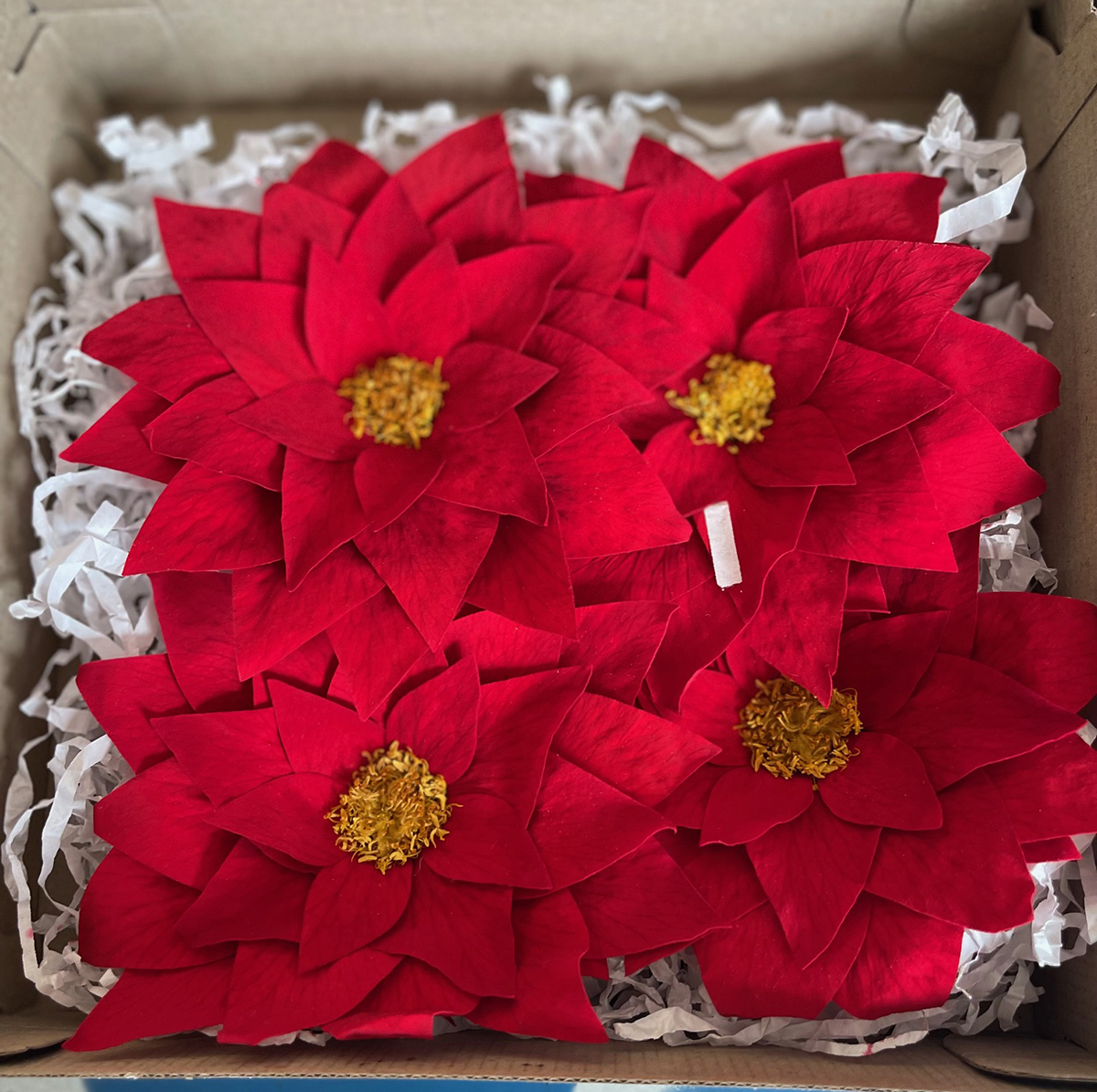 POINSETTIA STABILIZZATA 4PZ. RED-02