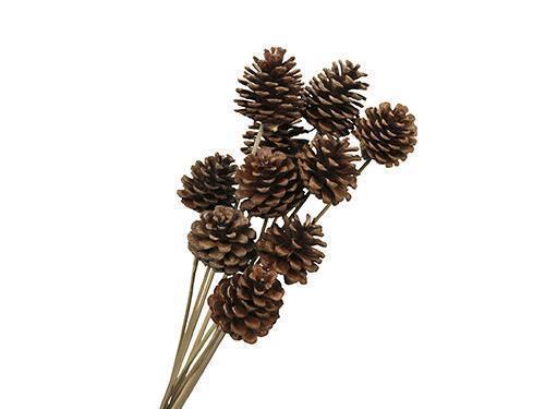 PIGNA C/PICK 50CM. 10PZ. NATURAL