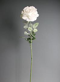 ROSA SINGOLA 80CM. INNEV.