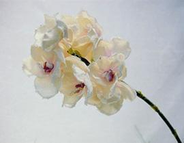 VANDA FLOCK 50CM. 2PZ. LT PINK
