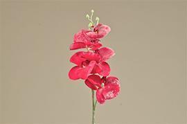 PHALAENOPSIS BEAUTY 65CM. 2PZ.
