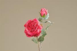 CABBAGE ROSE BEAUTY 60CM. 2PZ.
