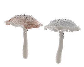 FUNGHI FOAM 2PZ.ASS. 12CM.  ---NETTO------------