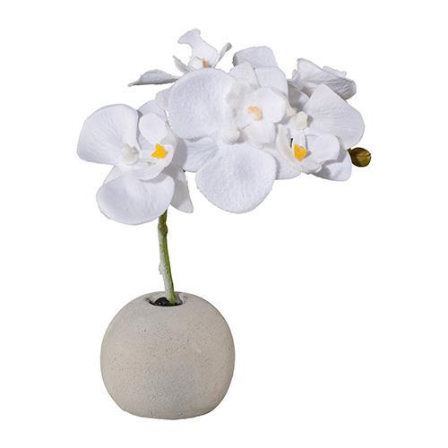 ORCHIDEA FROST C/VASETTO H18CM.
