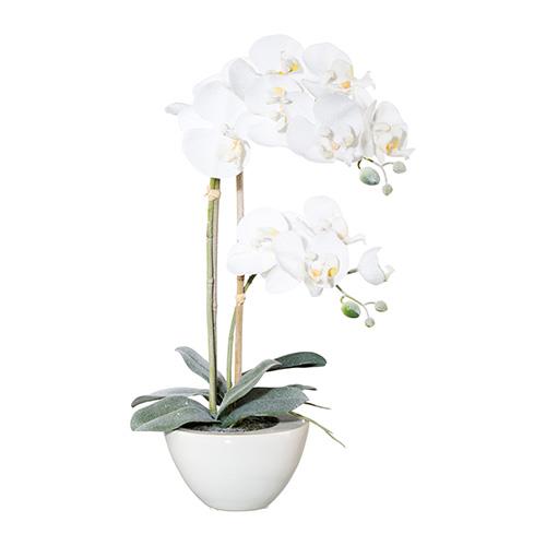 ORCHIDEA FROST C/VASO H49CM.