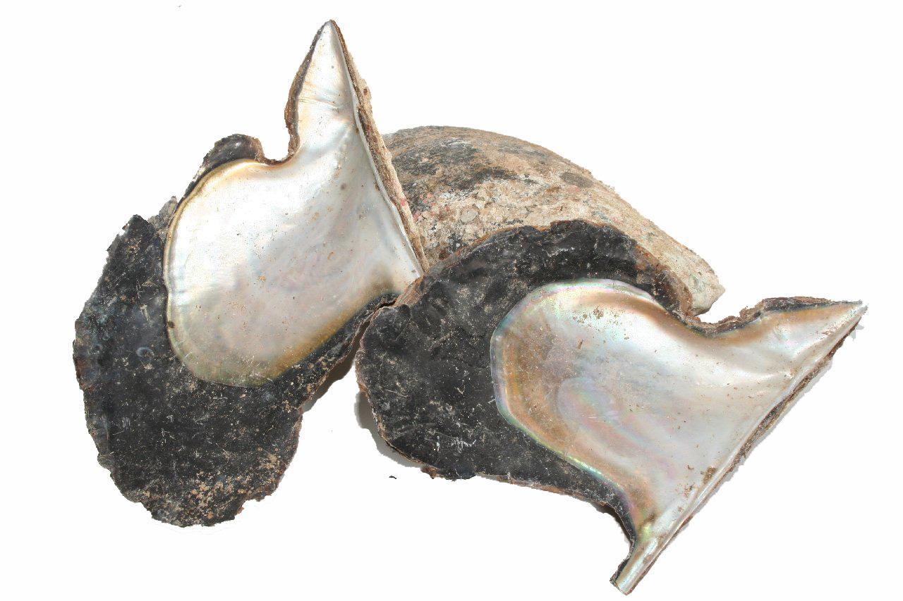 OYSTER WING PING.1KG. 13-22CM.NATURAL