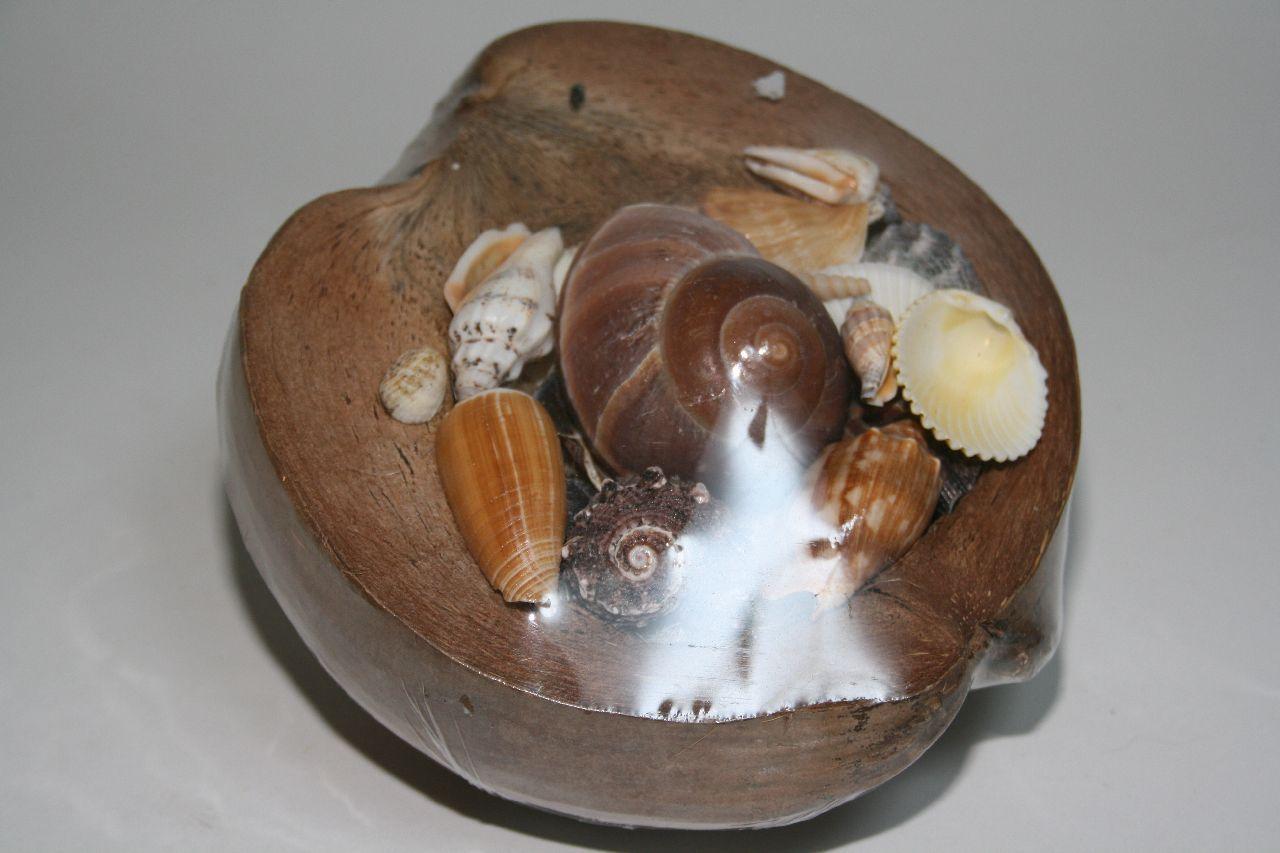 COCONUT SEA SHELL LAMARKI D20 NATURAL