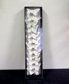 FARFALLA 12PZ.7CM. C/CLIP BIANCO