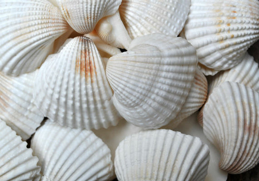 CONCHIGLIE SHELL ARKA D3CM. 1KG BIANCO