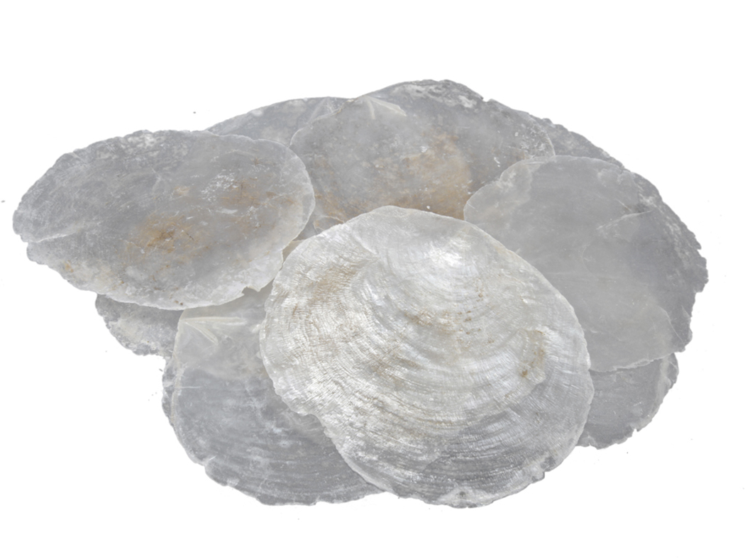 CAPIZ 5-10CM. BT DA 1KG.