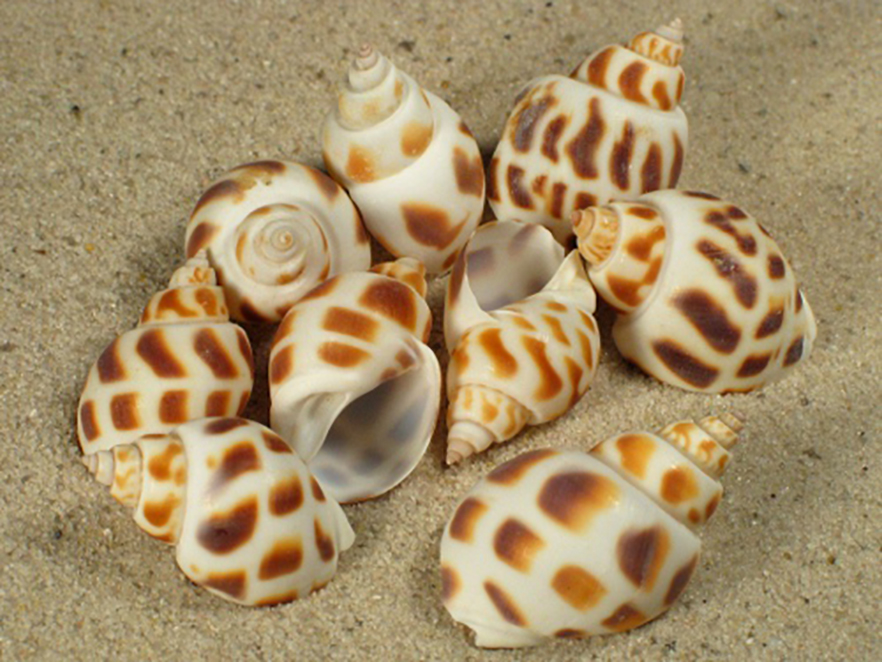 CONCHIGLIE BABYLONIA AREOLATA 4CM. 1KG NAT