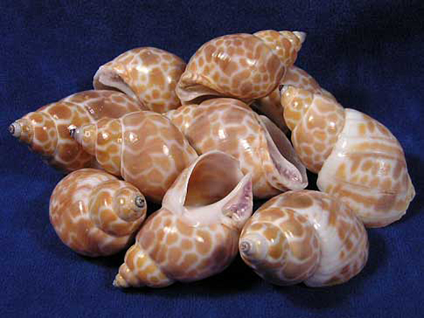 CONCHIGLIE BABYLONIA SPIRATE D5CM. 1KG