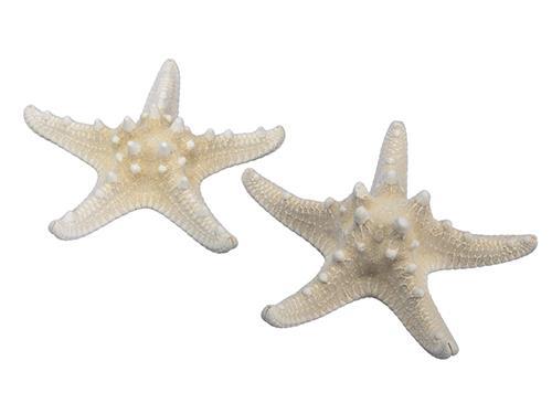 STELLE MARINE C/GOBBE 12PZ. 10-15CM.