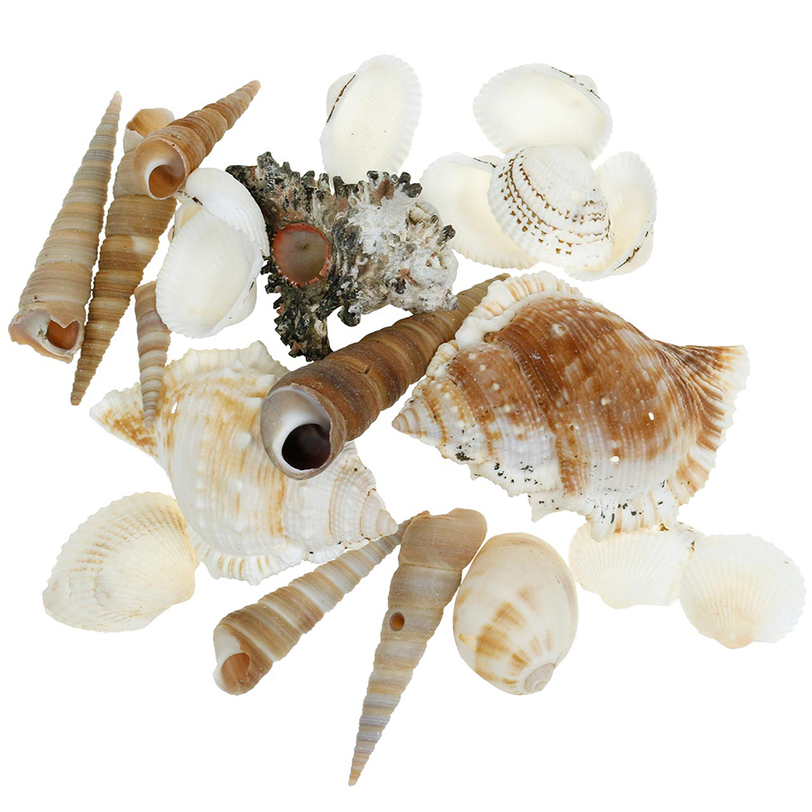 CONCHIGLIE MIX LARGE 5-6CM. 1KG.NAT
