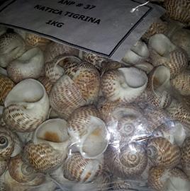 CONCHIGLIE NATICA TIGRINA 2-3CM. 1KG