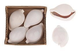 CONCHIGLIE OVULA OVUM 4PZ. IN BOX