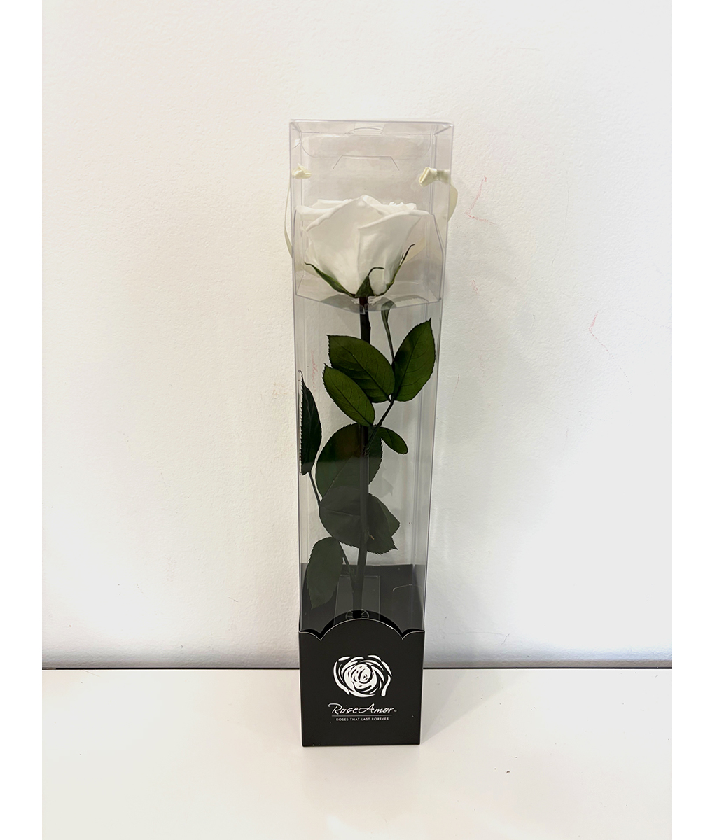 ROSA STAB. A STELO 30CM. DISPLAY WHI-01 ---NETTO---------