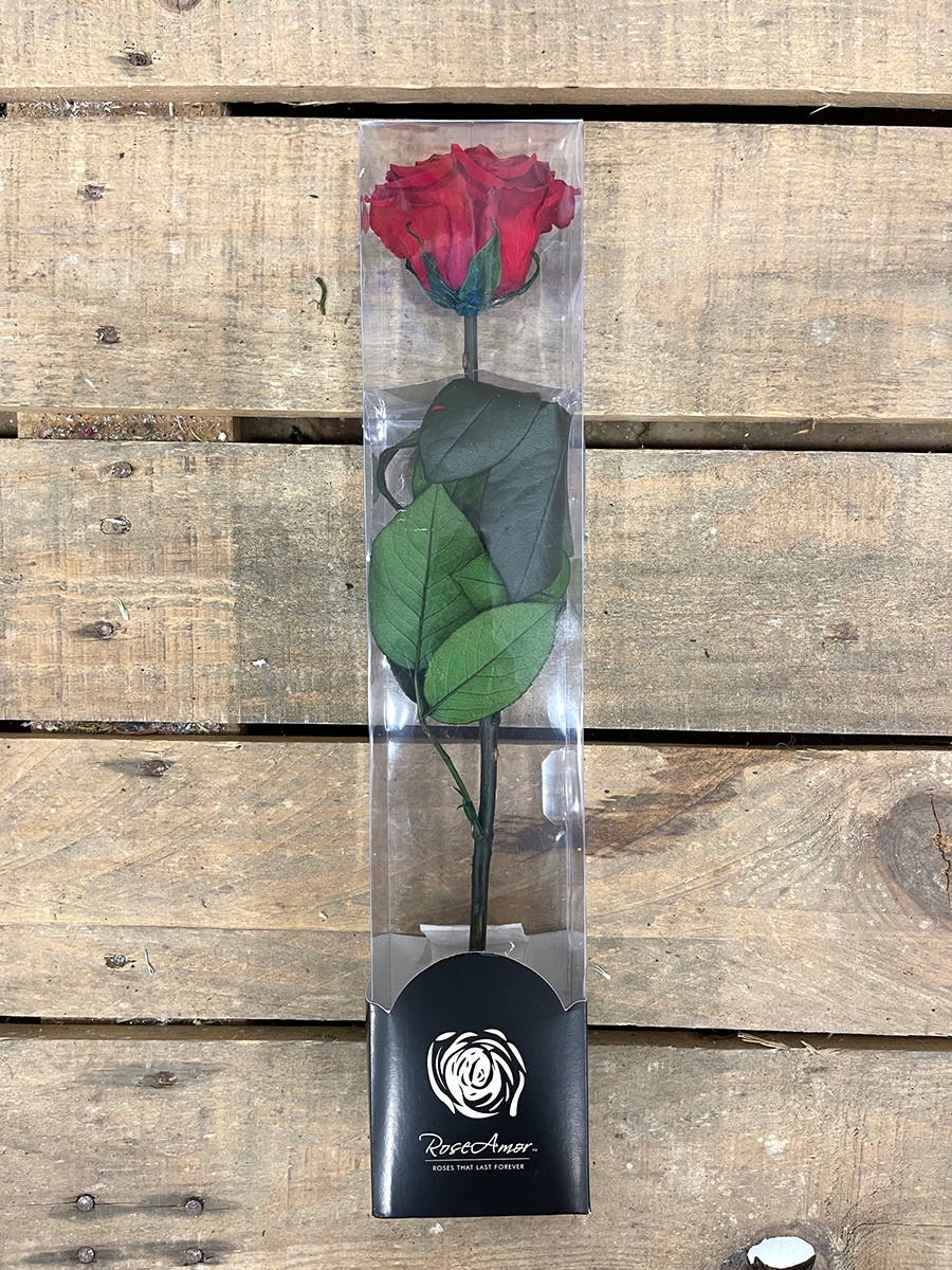 ROSA STAB. A STELO 30CM. DISPLAY RED-02 ---NETTO---------