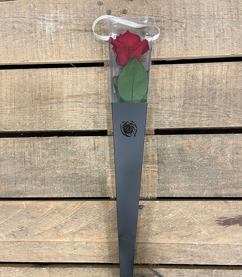 ROSA STAB. A STELO 50CM. CONO RED-02 ---NETTO---