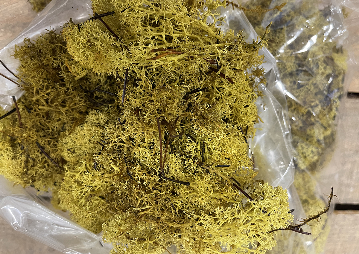 MUSCHIO NORDICO 500GR. GIALLO