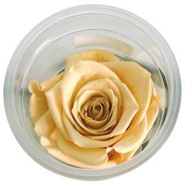 ROSE STABILIZZ.6PZ. XL CHA-01 ---NETTO-----------