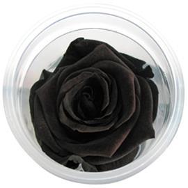 ROSE STABILIZZ.6PZ. XL NERO ---NETTO-----------